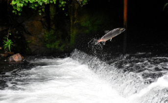 Salmon Fishing